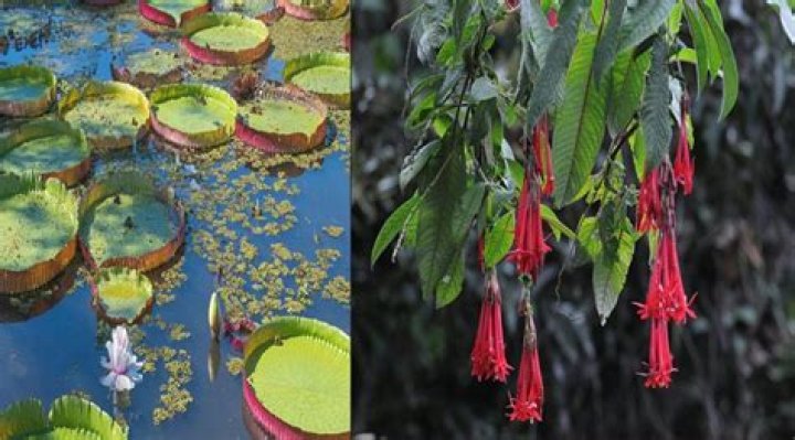 Boliana: Unveiling A Floral Wonderland