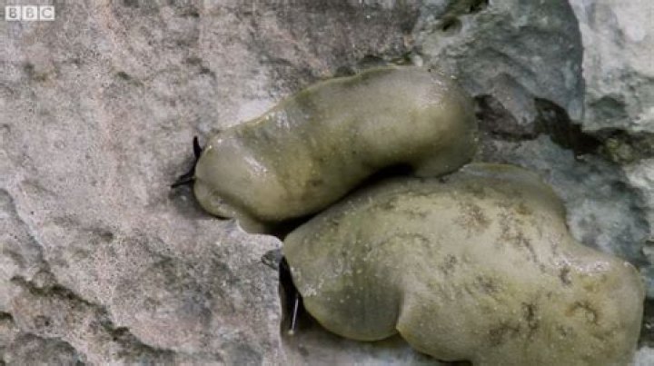 The spectacular birth of baby slugs